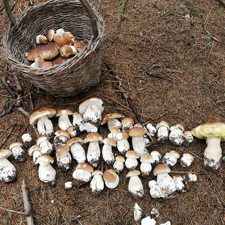 Ferienhaus Lipno-lake Frymburk nad Vltavou